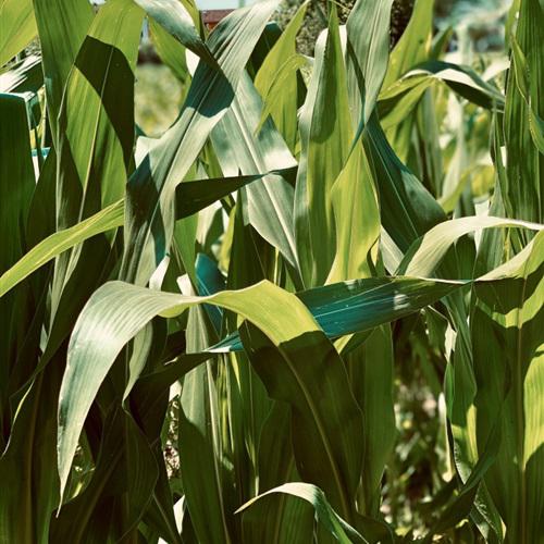 广阔的绿色玉米田绿色清新为主题的微信头像图片