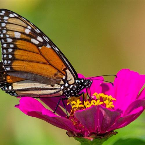 蝴蝶的微信头像，花朵上采蜜的蝴蝶图片