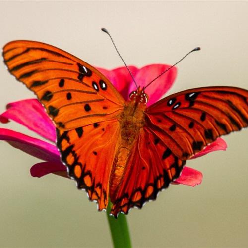 蝴蝶的微信头像，花朵上采蜜的蝴蝶图片