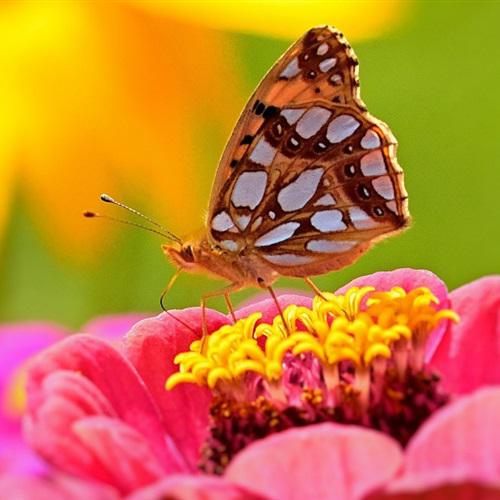 最适合微信头像的图片，高清百日草蝴蝶与昆虫一看就舒心