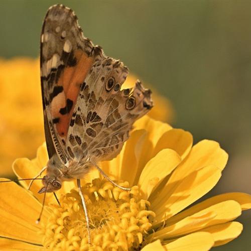 最适合微信头像的图片，高清百日草蝴蝶与昆虫一看就舒心