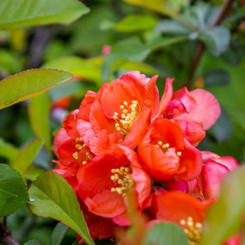 红色花朵头像，赏心悦目的贴梗海棠花