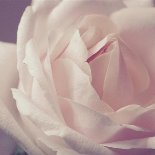 娇艳的粉色玫瑰花微信头像图片最新