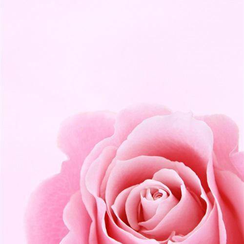 娇艳的粉色玫瑰花微信头像图片最新