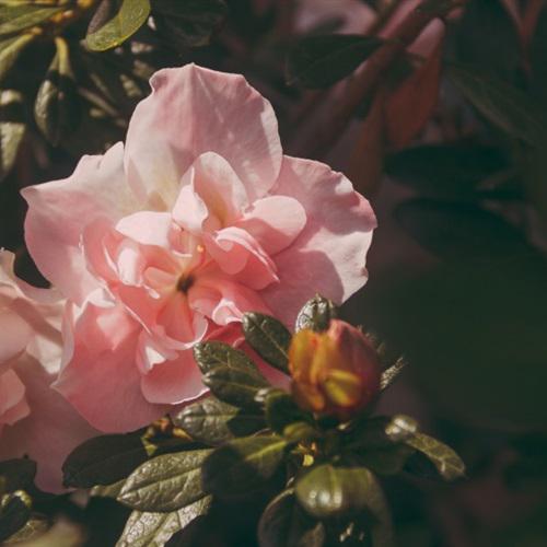 最美玫瑰花微信头像，娇美的粉色玫瑰花送给每一位朋友