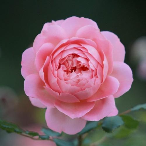 最美玫瑰花微信头像，娇美的粉色玫瑰花送给每一位朋友
