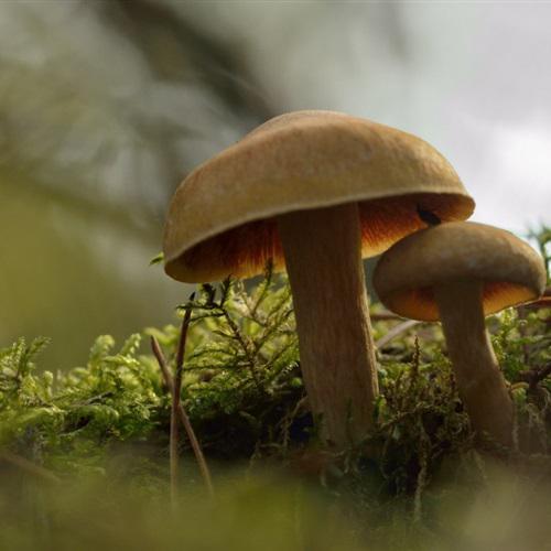 个性唯美微信头像，森林里的高清蘑菇图片大全