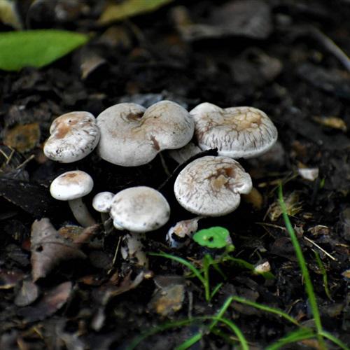 个性唯美微信头像，森林里的高清蘑菇图片大全