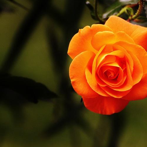 一看就喜欢唯美特别的橙色玫瑰花朵微信头像