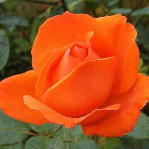 一看就喜欢唯美特别的橙色玫瑰花朵微信头像