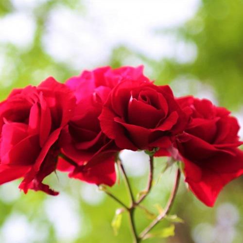 最好看的玫瑰花微信头像，2022热情似火的红玫瑰