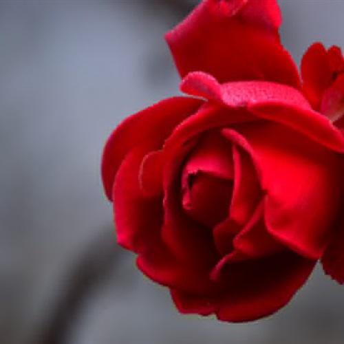 最好看的玫瑰花微信头像，2022热情似火的红玫瑰