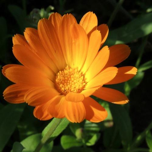 好看的花朵微信头像，橙色可人的金盏花