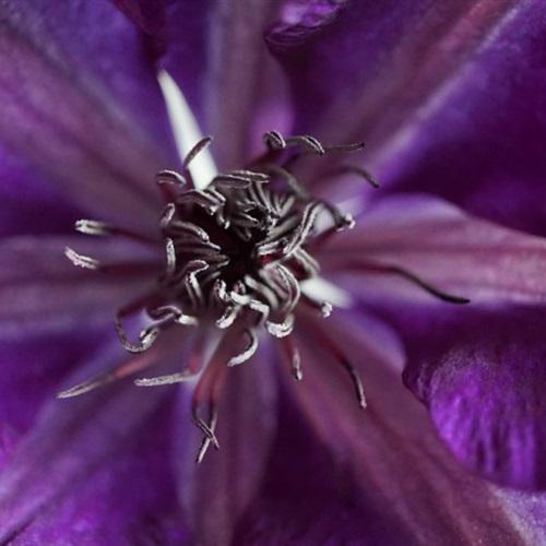 最吉利的花草微信头像，优雅大气的紫色铁线莲
