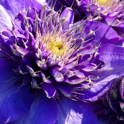 最吉利的花草微信头像，优雅大气的紫色铁线莲