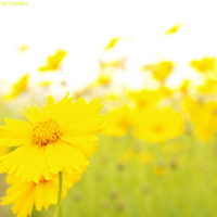 怒放的嫩蕊qq意境景物花朵头像图片,红色的,黄色的等更多颜色