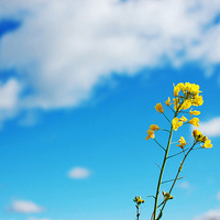 漂亮的天空,白云,好看的花朵唯美空意境个性头像图片合集