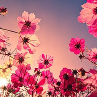 牡丹,菊花等各种_看关就很美的唯美阳光花朵头像大全