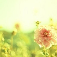 罕见的花朵唯美意境静物头像,静物唯美头像大全