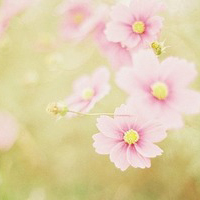 柔情蜜意,芳香四溢好看的唯美花朵意境图片大图