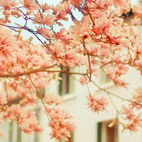 关于樱花的头像唯美风景意境图片,花色幽香艳丽,妩媚娇艳太美了