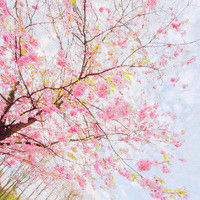 关于樱花的头像唯美风景意境图片,花色幽香艳丽,妩媚娇艳太美了