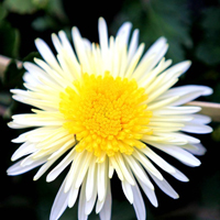 白菊花QQ头像图片,White Chrysanthemum非常漂亮