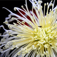 白菊花QQ头像图片,White Chrysanthemum非常漂亮