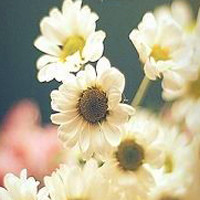 蕊黄如焰,英姿勃发唯美花朵意境头像图片,花色迷人充满了爱意