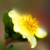 蕊黄如焰,英姿勃发唯美花朵意境头像图片,花色迷人充满了爱意