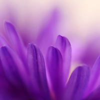 最新作品拍客的最爱可爱花朵图片,一朵朵紫红色的小花让你着迷