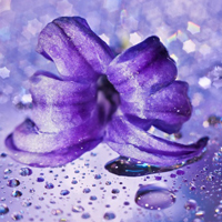 最新作品拍客的最爱可爱花朵图片,一朵朵紫红色的小花让你着迷