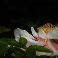 花中之王 牡丹花头像图片,一副‘花王’的气派”