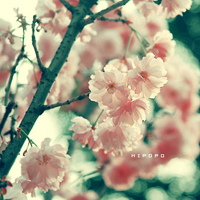 好看的唯美花卉qq头像图片大全_绽放在枝头上美丽的花朵