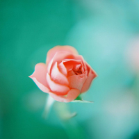 红艳艳的qq头像图片唯美花儿,我收藏的好看花朵头像