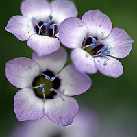 花儿朵朵艳,多多开_好看的花儿个性唯美意境花朵头像图片