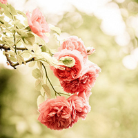 淡雅情深爱的物语唯美意境花朵头像图片,一朵朵盛开的鲜花