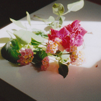 以花为主题的唯美静物个性QQ头像图片,是花朵带来了夏天的气息