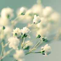 白白的花朵,纯洁、端庄是我对你的关心和爱浪漫唯美个性头像图片