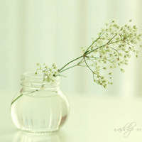 白白的花朵,纯洁、端庄是我对你的关心和爱浪漫唯美个性头像图片