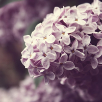 好看的唯美意境清新的qq花朵头像图片,白的，紫的，粉的，水红的