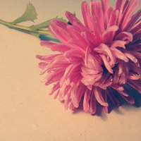 关于花的头像图片,干净清新的迷人的一朵朵唯美花朵代表我的心情了