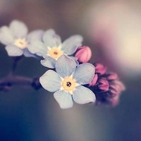 关于花的头像图片,干净清新的迷人的一朵朵唯美花朵代表我的心情了