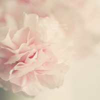 一朵朵美丽的花儿清香的鲜花qq头像大全,唯美意境花朵头像