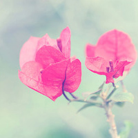 一朵朵美丽的花儿清香的鲜花qq头像大全,唯美意境花朵头像