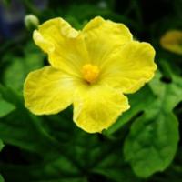 最新拍的黄色花朵头像图片.苦瓜与花,吃着苦,果实即是药材也是菜