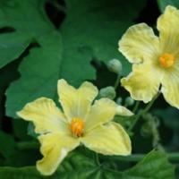 最新拍的黄色花朵头像图片.苦瓜与花,吃着苦,果实即是药材也是菜