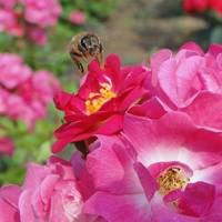 小蜜蜂采蜜,在花间飞舞太美了,蜜蜂qq头像图片,花朵和蜜蜂在一起