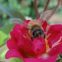 小蜜蜂采蜜,在花间飞舞太美了,蜜蜂qq头像图片,花朵和蜜蜂在一起