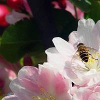 抓拍精彩蜂恋花QQ头像图片,小蜜蜂在花朵上辛勤的采蜜,太美了